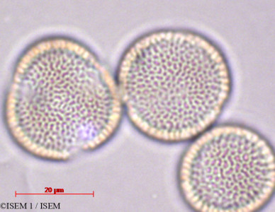 Iberis semperflorens - lame n° 27876